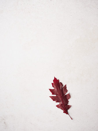 red tree leaf isolated on a pink surfaceの写真素材
