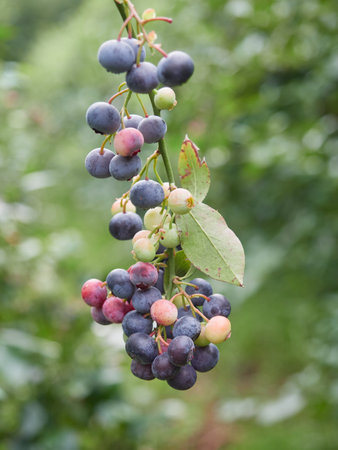 blueberry cluster on a blueberry bush, vaccinium corymbosumの写真素材