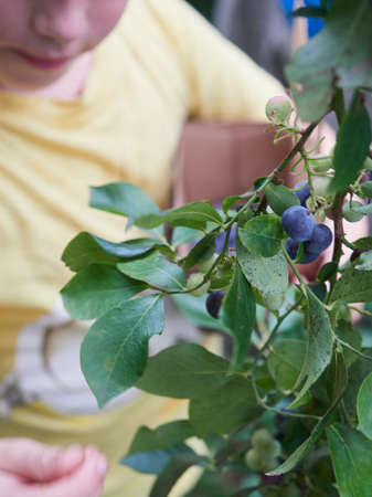 Unrecognizable child picking fresh blueberries from plant, leisure activity.の写真素材