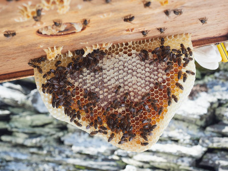Irregular honey frame in the shape of a triangle formed naturally in the hive, with some open...