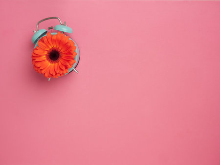 fresh orange gerbera flower placed on mint colored retro alarm clock dial on pink background. Top view, copy space.の写真素材