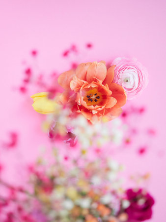 Orange and pink ranunculus flowers on pink background with copy spaceの写真素材