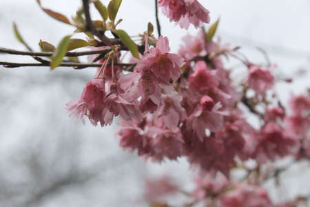 pink cherry blossomの写真素材