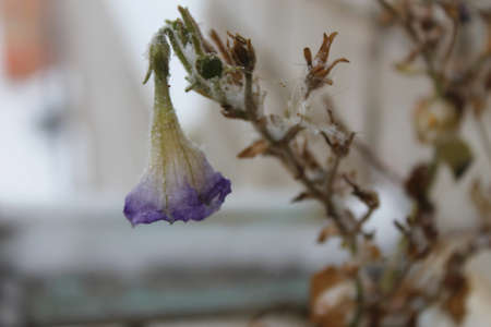 buds of a willowの写真素材