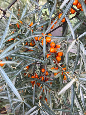 sea buckthorn berriesの写真素材