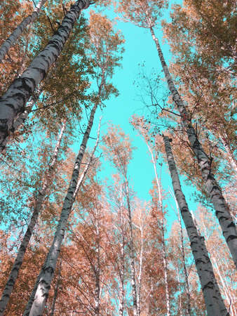 blue sky and treesの写真素材