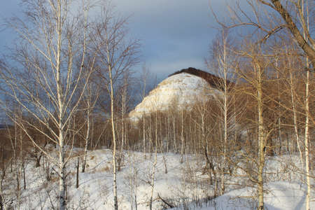 reeds in the snowの写真素材