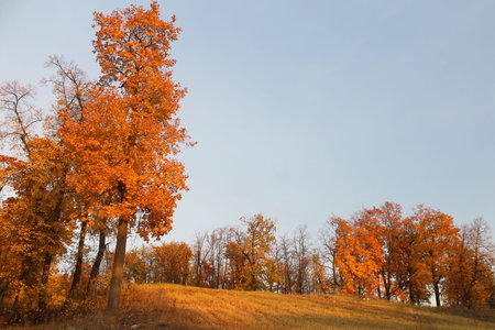 autumn in the park