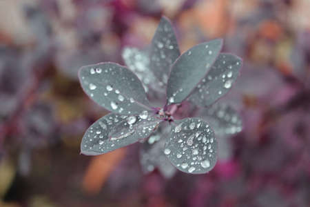 dew on a red leafの写真素材