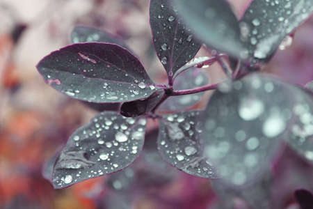 drops of waterの写真素材