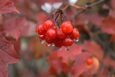 red berries on a branchの写真素材