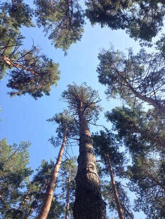 tall pine treesの写真素材