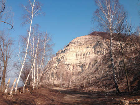 trees in the mountainsの写真素材
