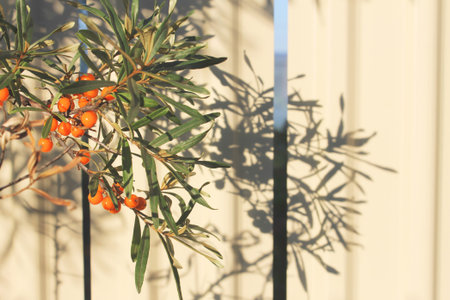 bamboo in the garden