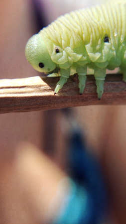 green parrot on a branchの写真素材