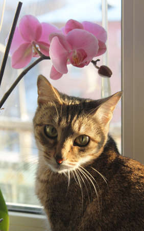 cat and flowersの写真素材