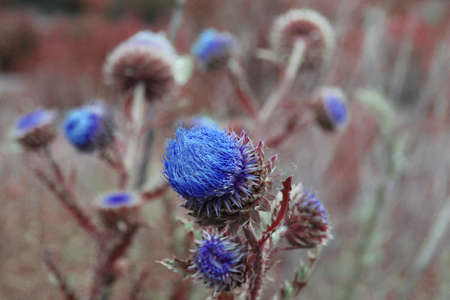 wild flowers in the windの写真素材