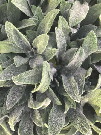 close up of a cactusの写真素材