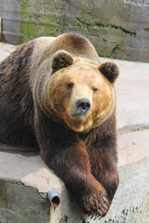 brown bear in zooの写真素材