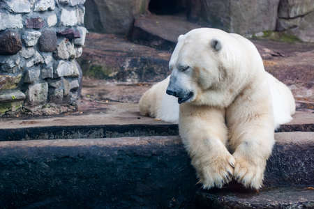 polar bear in zooの写真素材