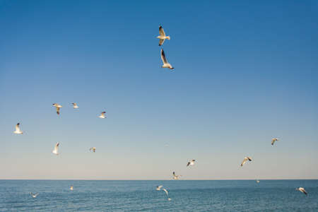 seagulls at the skyの写真素材