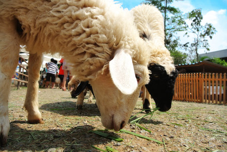 Sheeps eating grass in farm.の写真素材