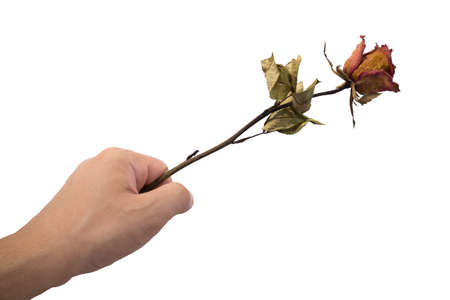 Dry rose in left hand.の写真素材