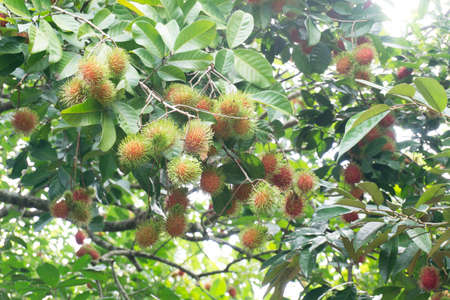 Red rambutans and green leafsの写真素材