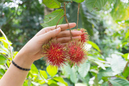 Hand holding rambutanの写真素材