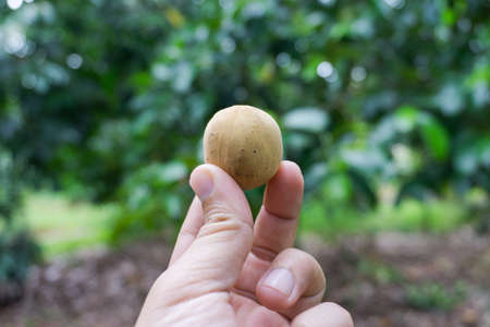 Hand holding Longkongの写真素材