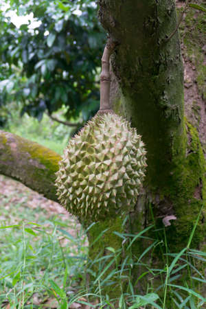 Durian on branchの写真素材