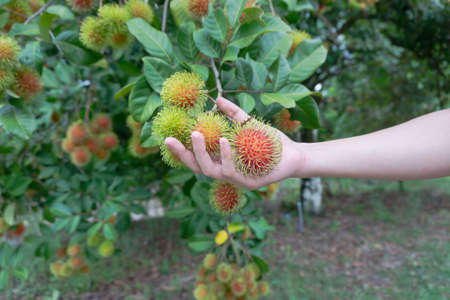 Hand holding rambutanの写真素材