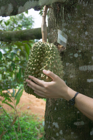 Hand holding durian
