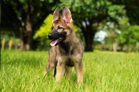 Beautiful German Shepherd Puppyの写真素材