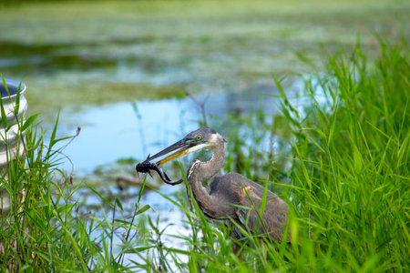 Caught some fresh Sushiの写真素材