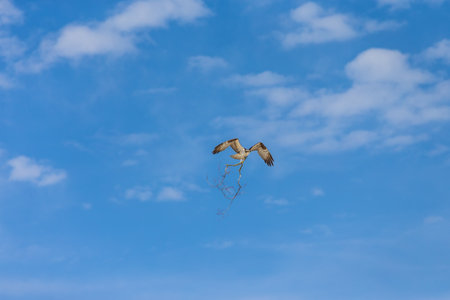 Hard working Eagleの写真素材