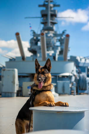 Check this German Shepherd out on a boatの写真素材