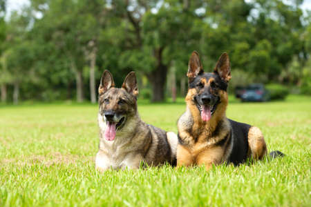 Two German Shepherds are friends foreverの写真素材