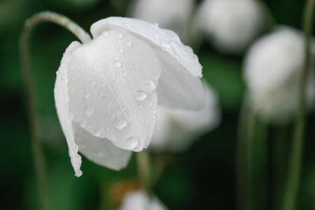 Thimbleweed or windflower white garden plant - gentle white anemone in raindrops with drooping head - dark moody tonedの写真素材