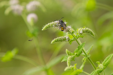 big wasp - Scolia maculata on blooming mint bush