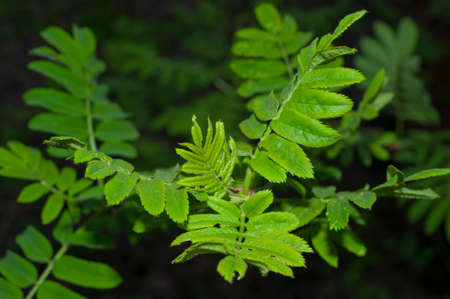 beautiful green leaves in springtime in a municipal parkの写真素材