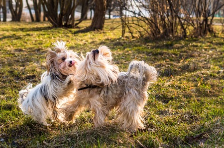two dogs play with each other in the parkの写真素材