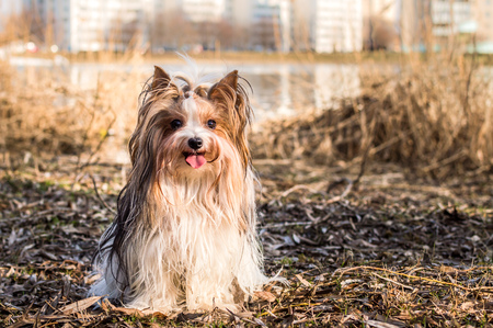 Yorkshire terriers sitting in the basket outdoorsの写真素材