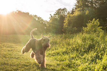 dog is running in the parkの写真素材