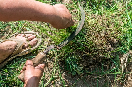 woman is tearing up the grass in the garden with a sickle close-up. concept agricultureの写真素材