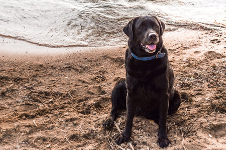 dog breed labrador sits on the seashoreの写真素材