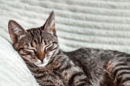 portrait of a sleeping cat on a bedの写真素材