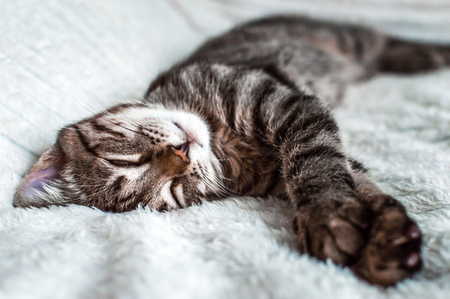 portrait of a sleeping cat close-upの写真素材