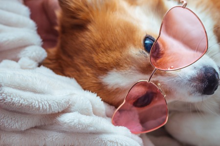 Muzzle red dog in pink glasses in the shape of a heartの写真素材