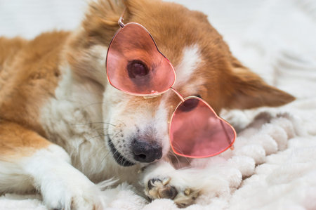 Portrait of a dog of breed corgi with pink glasses. Happiness concept